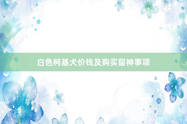白色柯基犬价钱及购买留神事项
